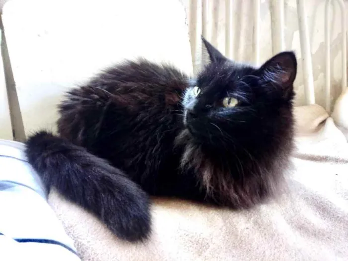 Gato ra a Srd  idade 3 anos nome Belíssima gatinha