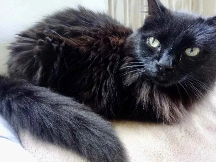 Gato ra a Srd  idade 3 anos nome Belíssima gatinha