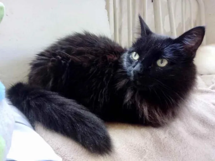 Gato ra a Srd  idade 3 anos nome Belíssima gatinha