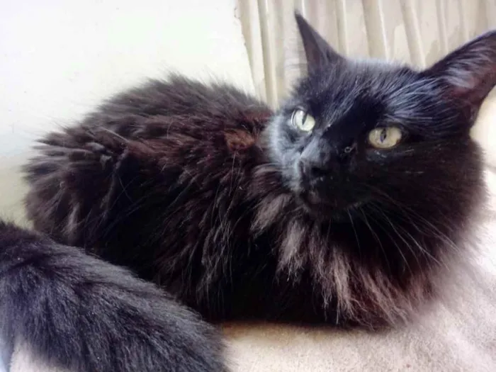 Gato ra a Srd  idade 3 anos nome Belíssima gatinha