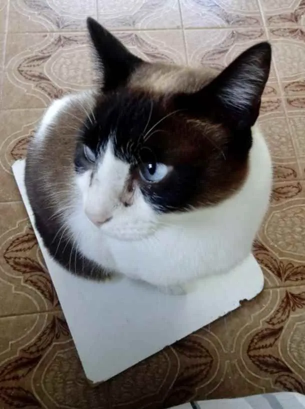 Gato ra a Siamês com vira-lata  idade 1 ano nome Yuri lindo demais !!