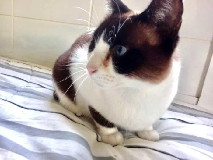 Gato ra a Siamês com vira-lata  idade 1 ano nome Yuri lindo demais !!