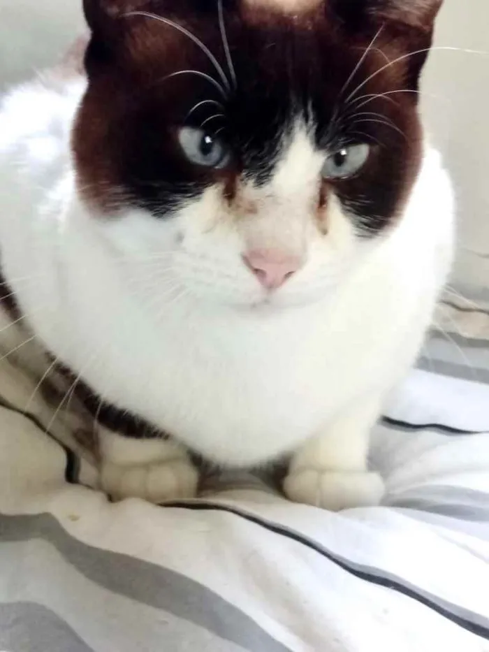Gato ra a Siamês com vira-lata  idade 1 ano nome Yuri lindo demais !!