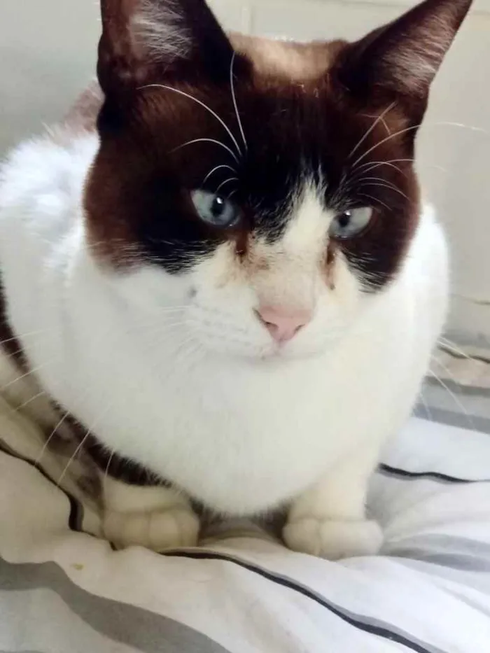 Gato ra a Siamês com vira-lata  idade 1 ano nome Yuri lindo demais !!