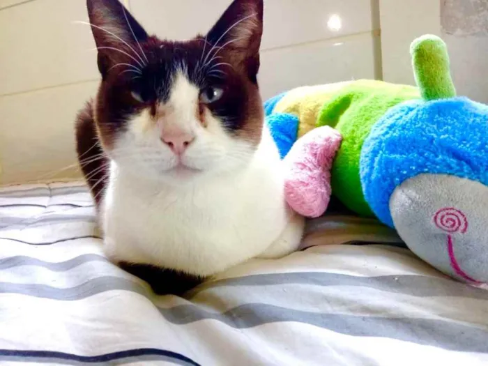 Gato ra a Siamês com vira-lata  idade 1 ano nome Yuri lindo demais !!