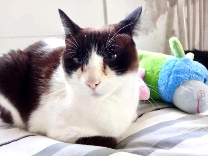 Gato ra a Siamês com vira-lata  idade 1 ano nome Yuri lindo demais !!