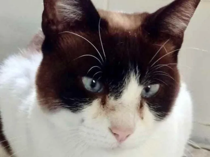 Gato ra a Siamês com vira-lata  idade 1 ano nome Yuri lindo demais !!