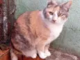 Fumaça linda gatinha