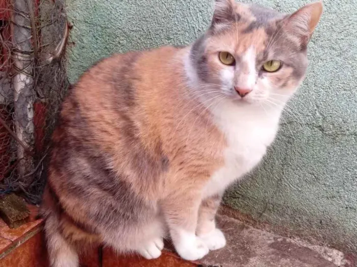 Gato ra a Tricolor srd  idade 1 ano nome Fumaça linda gatinha