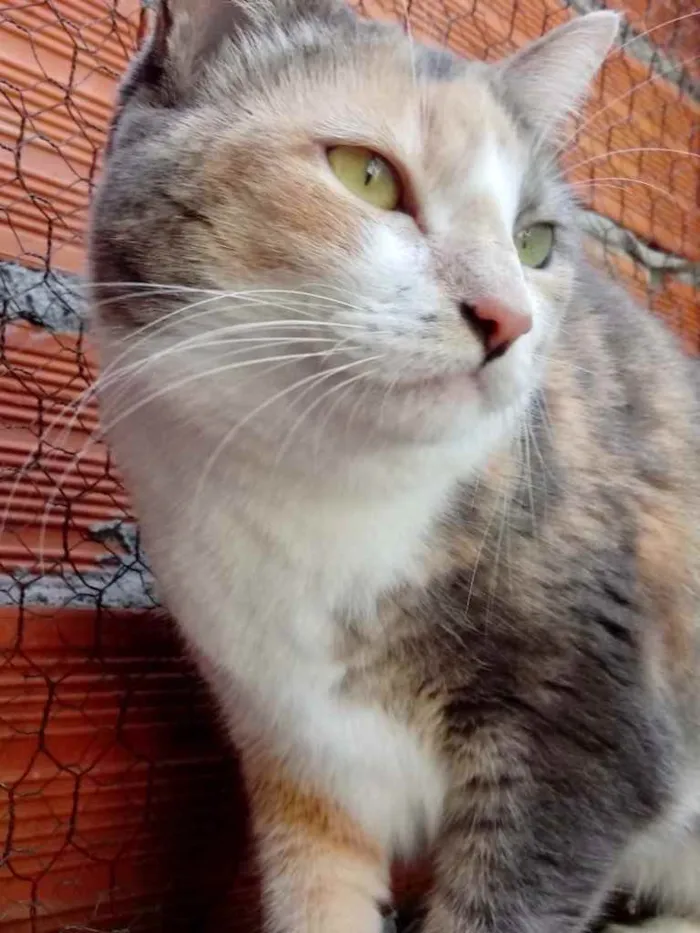 Gato ra a Tricolor srd  idade 1 ano nome Fumaça linda gatinha