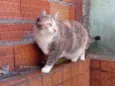 Fumaça linda gatinha