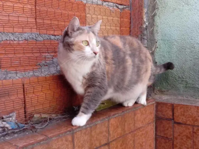 Gato ra a Tricolor srd  idade 1 ano nome Fumaça linda gatinha