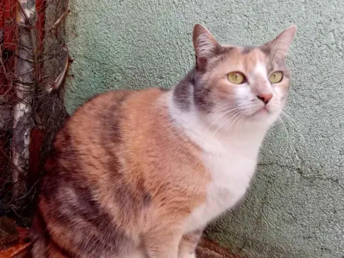 Gato ra a Tricolor srd  idade 1 ano nome Fumaça linda gatinha