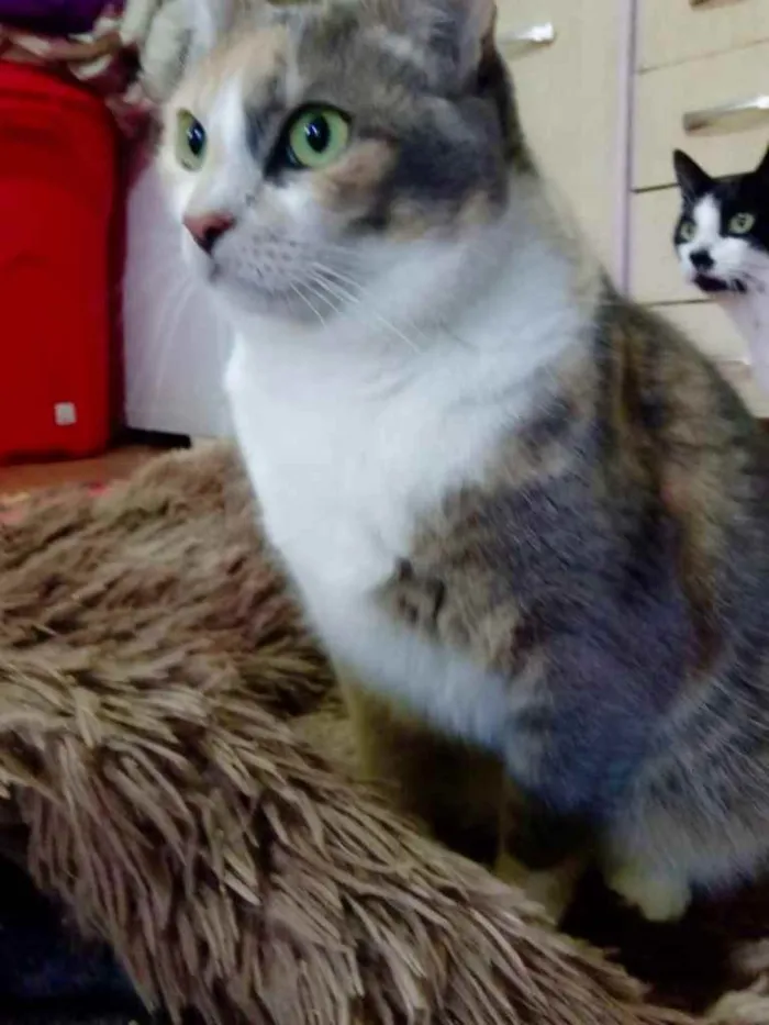 Gato ra a Tricolor srd  idade 1 ano nome Fumaça linda gatinha