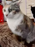 Fumaça linda gatinha