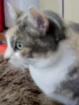 Fumaça linda gatinha