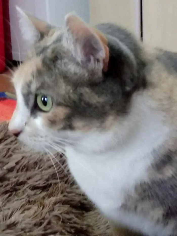 Gato ra a Tricolor srd  idade 1 ano nome Fumaça linda gatinha