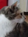 Fumaça linda gatinha