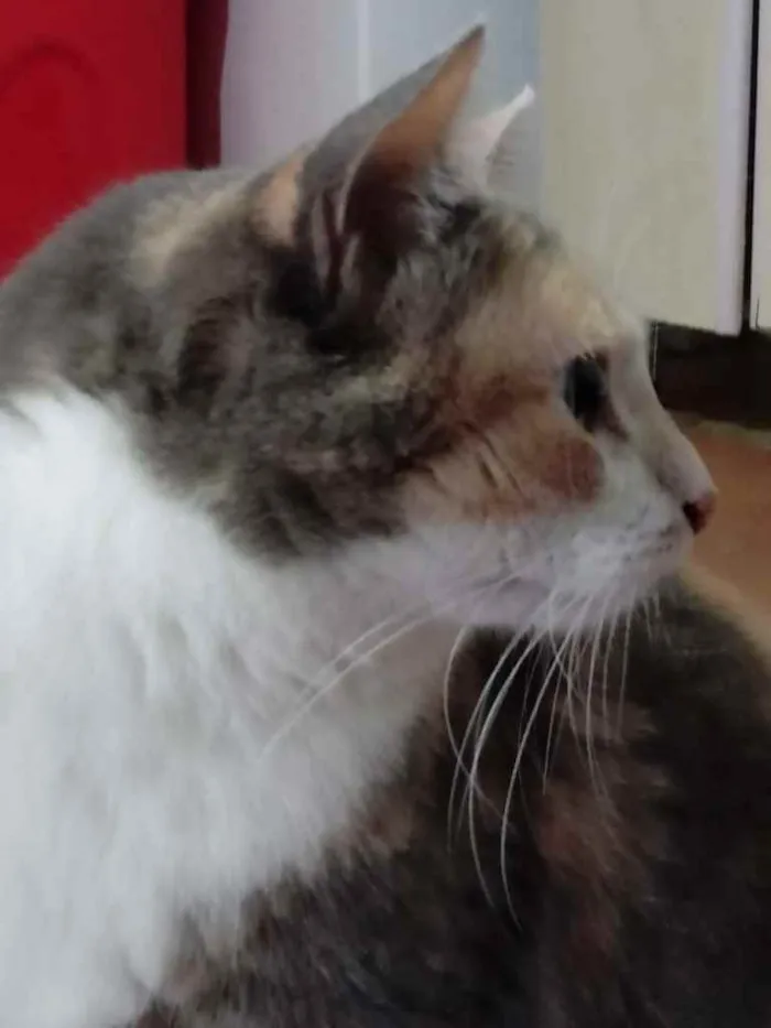 Gato ra a Tricolor srd  idade 1 ano nome Fumaça linda gatinha