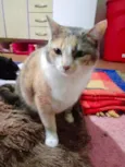 Fumaça linda gatinha