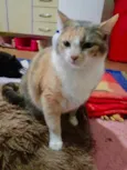 Fumaça linda gatinha