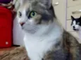 Fumaça linda gatinha