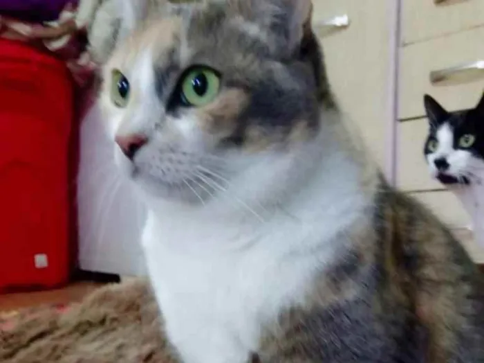 Gato ra a Tricolor srd  idade 1 ano nome Fumaça linda gatinha