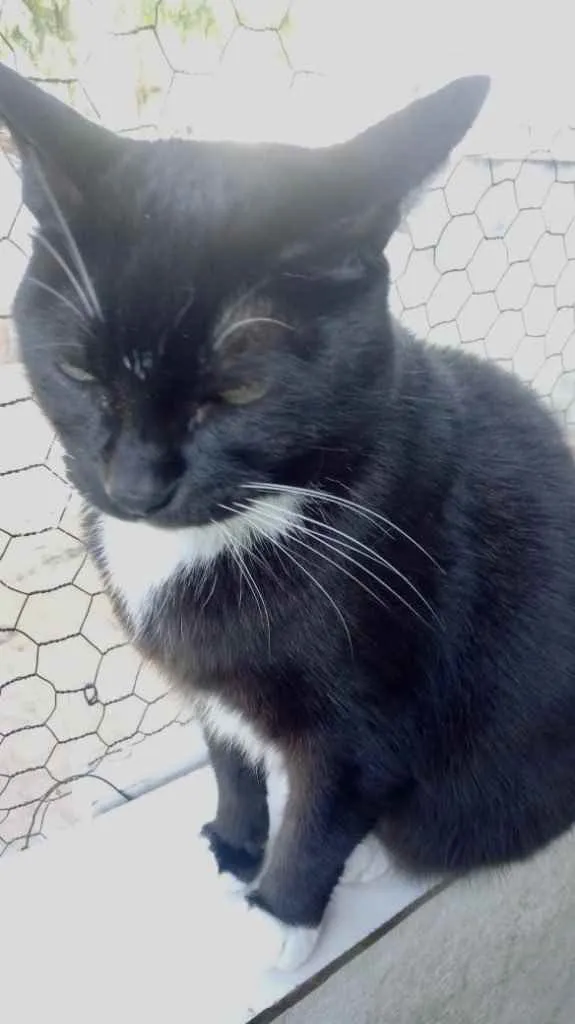 Gato ra a Srd idade 2 anos nome GIGI belíssima