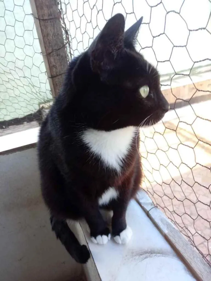 Gato ra a Srd idade 2 anos nome GIGI belíssima