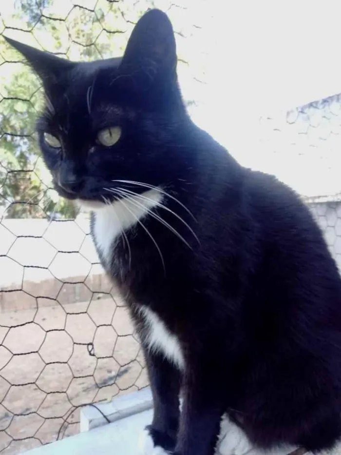Gato ra a Srd idade 2 anos nome GIGI belíssima