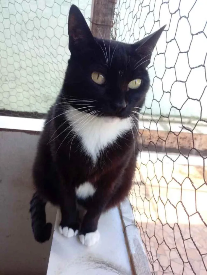 Gato ra a Srd idade 2 anos nome GIGI belíssima