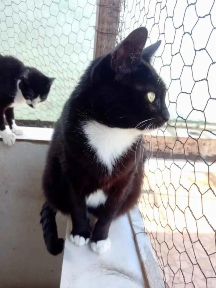 Gato ra a Srd idade 2 anos nome GIGI belíssima