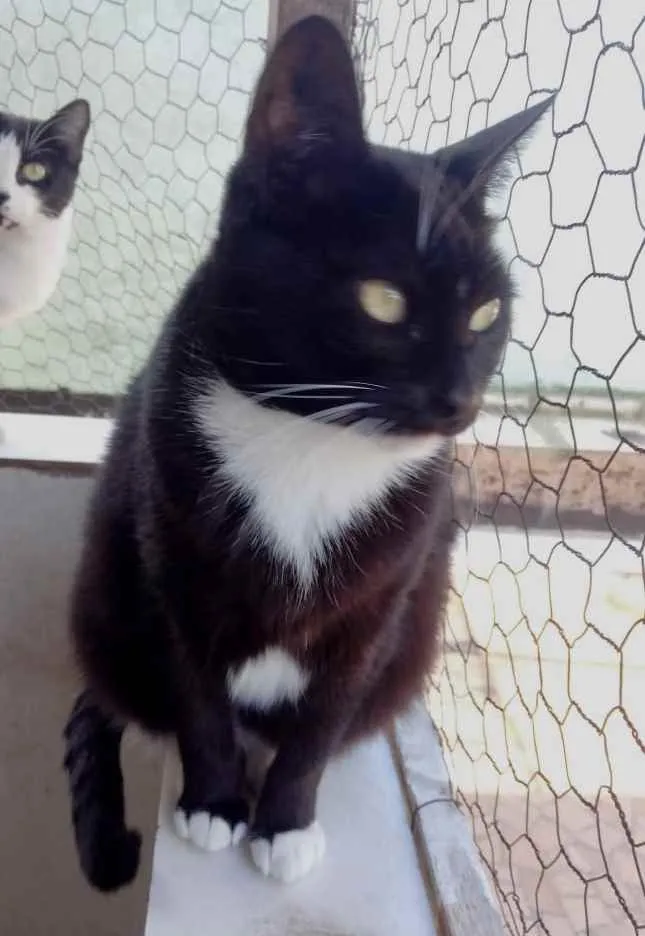 Gato ra a Srd idade 2 anos nome GIGI belíssima