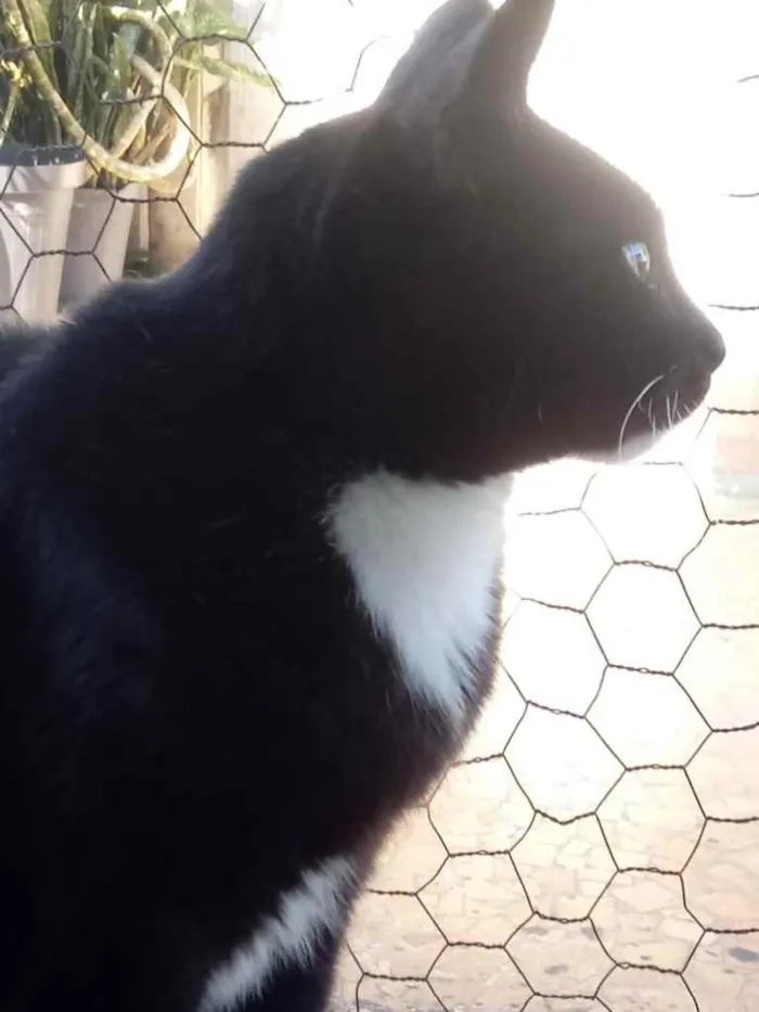 Gato ra a Srd idade 2 anos nome GIGI belíssima