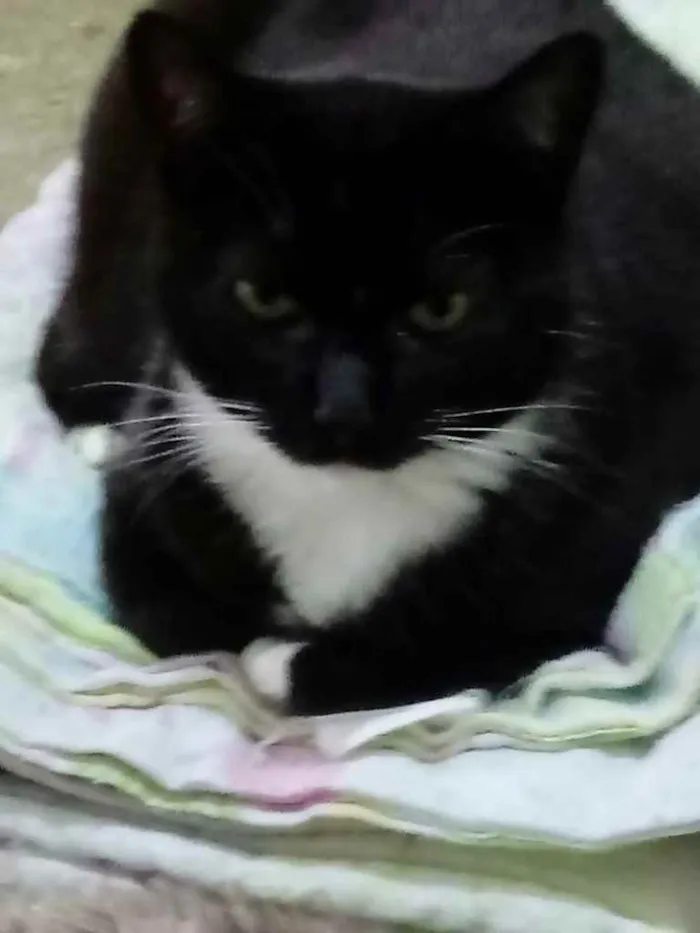 Gato ra a Srd idade 2 anos nome GIGI belíssima