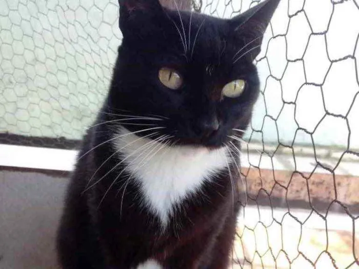 Gato ra a Srd idade 2 anos nome GIGI belíssima