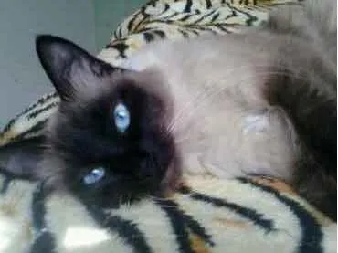 Gato ra a Siamesa  idade 2 anos nome Amanda linda gatinha