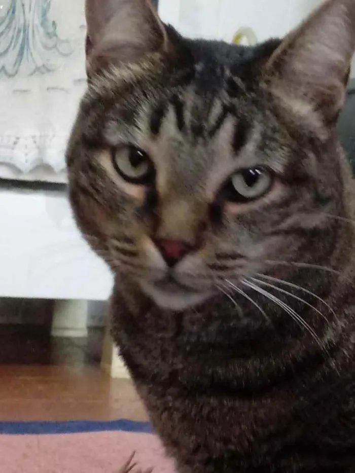 Gato ra a Srd  idade 2 anos nome Raja uma gracinha