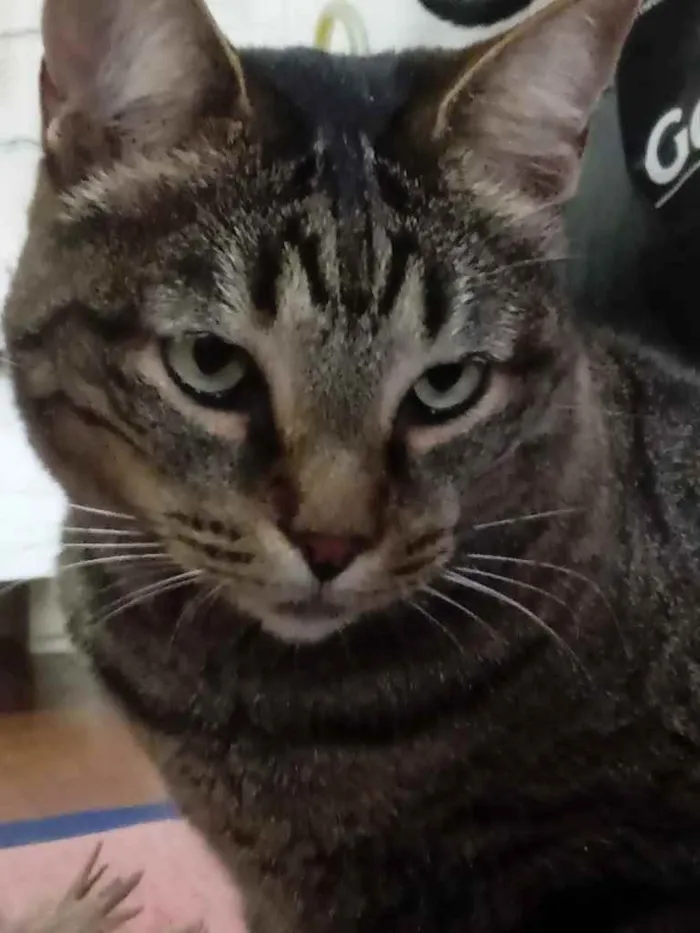 Gato ra a Srd  idade 2 anos nome Raja uma gracinha