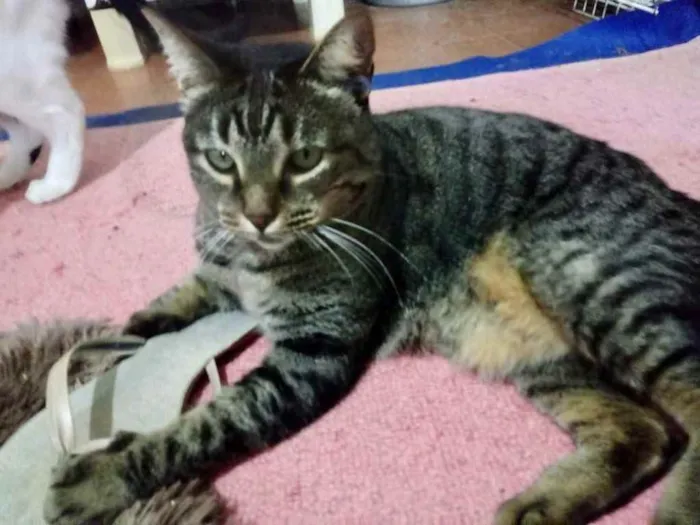 Gato ra a Srd  idade 2 anos nome Raja uma gracinha
