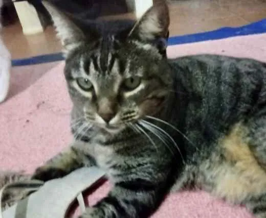 Gato ra a Srd  idade 2 anos nome Raja uma gracinha