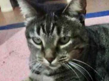 Gato ra a Srd  idade 2 anos nome Raja uma gracinha