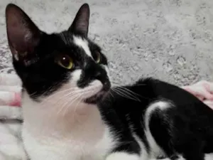 Gato raça Srd idade 7 a 11 meses nome Shift lindo demais 