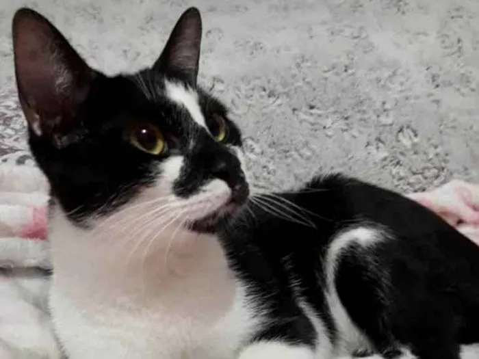 Gato ra a Srd idade 7 a 11 meses nome Shift lindo demais