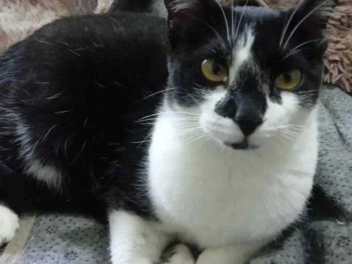 Gato ra a Srd idade 1 ano nome Linguiça linda gatin