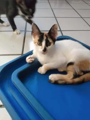 Gato raça Srd idade 2 a 6 meses nome Framboesa