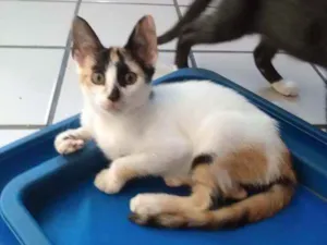 Gato raça Srd idade 2 a 6 meses nome Framboesa
