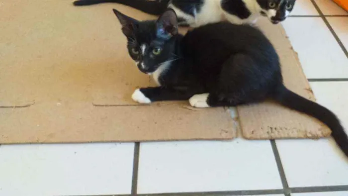 Gato raça Srd idade 2 a 6 meses nome João 