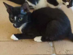Gato raça Srd idade 2 a 6 meses nome João 