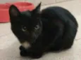 Gael